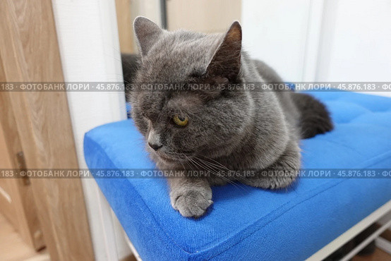 Серая кошка, шартрез, британец на синей кушетке, банкетке. A gray cat, chartreuse, a British shorthair on a blue couch, a bench. Стоковое фото, фотограф Юрий Пуликов / Фотобанк Лори