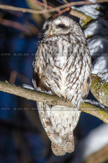 Серая неясыть сидит на ветке (strix aluco) Стоковое фото, фотограф Вячеслав Орос / Фотобанк Лори