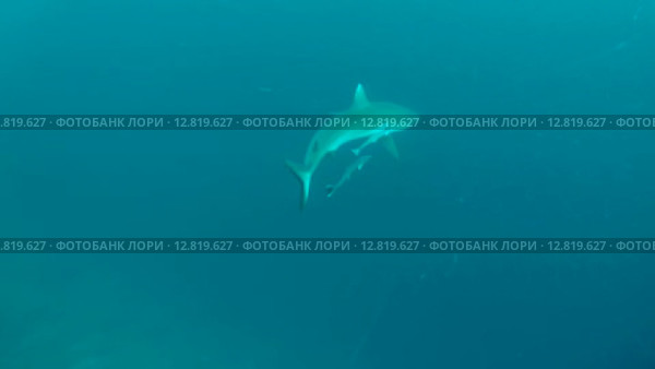 Серая рифовая акула (Carcharhinus amblyrhynchos) плывет в толще воды, Индийский океан, Мальдивские острова. Стоковое видео, видеограф Некрасов Андрей / Фотобанк Лори
