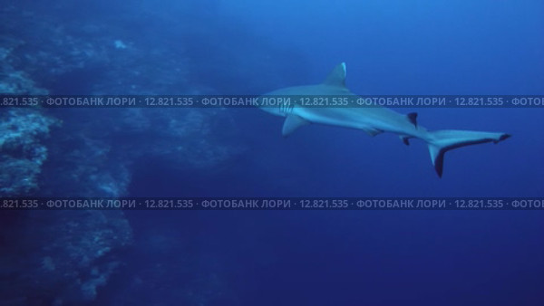 Серая рифовая акула (Carcharhinus amblyrhynchos) плывет в толще воды, Индийский океан, Мальдивские острова. Стоковое видео, видеограф Некрасов Андрей / Фотобанк Лори