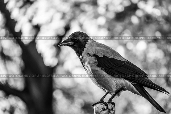 Серая ворона (Corvus cornix) Стоковое фото, фотограф Ольга Визави / Фотобанк Лори