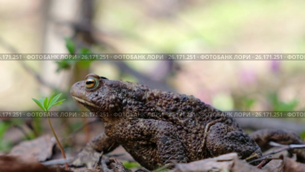 Серая жаба / Bufo bufo or European toad sitting in spring forest. Стоковое видео, видеограф Сергей Пристяжнюк (Serg Zastavkin) / Фотобанк Лори
