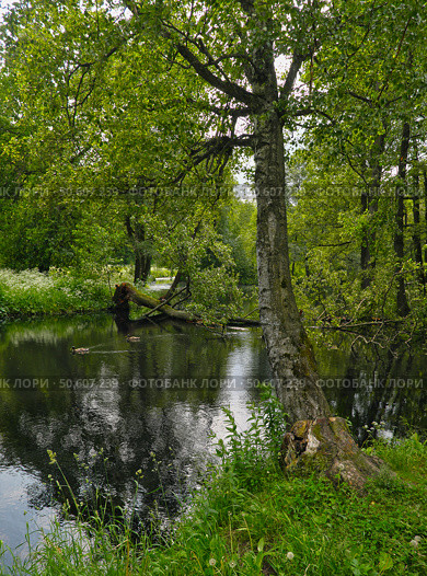 Serene forest lake in summer, mirror-like water perfectly reflects trees and sky, peaceful wilderness scene. Стоковое фото, фотограф Елена  Попкова / Фотобанк Лори