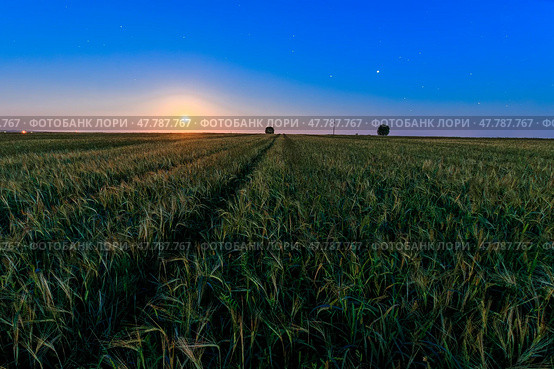 Serene rural landscape with golden wheat field under moonlight, scenic sunset creating a breathtaking view for travel blogs, inspirational posters, and calm nature backgrounds. Стоковое фото, фотограф Емельянов Евгений Викторович / Фотобанк Лори