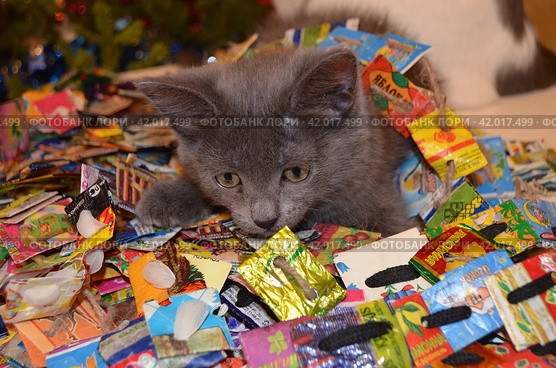 Серенький котенок Толик спешит на Рождество Gray kitten Tolik is in a hurry for Christmas (2024 год). Редакционное фото, фотограф Светлана Федорова / Фотобанк Лори