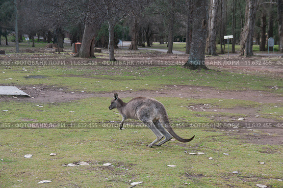 Серый кенгуру (лат. (Macropus giganteus), Национальный парк  Wombeyan Caves, Австралия (2015 год). Стоковое фото, фотограф Ирина Фирсова / Фотобанк Лори
