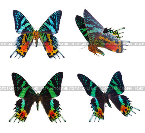 set of chrysiridia rhipheus butterflies isolated on white background. chrysiridia rhipheus butterfly. Стоковое фото, агентство Ingram Publishing / Фотобанк Лори