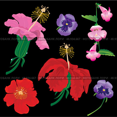 Set of Flowers bloom - hibiscus, violet, convolvulus - on black background. Стоковая иллюстрация, агентство Ingram Publishing / Фотобанк Лори