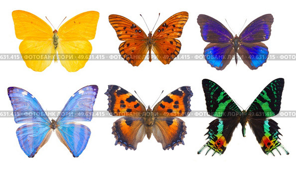 set of multicolored tropical flying batterflies isolated over white background. morpho adonis blue butterfly. Стоковое фото, агентство Ingram Publishing / Фотобанк Лори