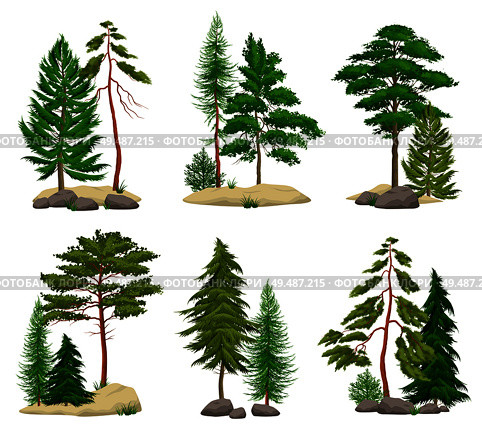 Set of realistic pine forest elements with conifer trees soil and boulders isolated vector illustration. Стоковая иллюстрация, агентство Ingram Publishing / Фотобанк Лори