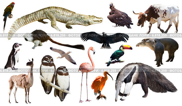 Set of spectacled caiman and other animals of South America. Стоковое фото, фотограф Яков Филимонов / Фотобанк Лори