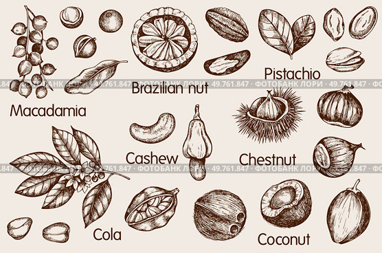 Set of vintage hand drawn nuts. Cola, macadamia, cashew, pista?hio and coconuts. Vector illustrations. Стоковая иллюстрация, агентство Ingram Publishing / Фотобанк Лори