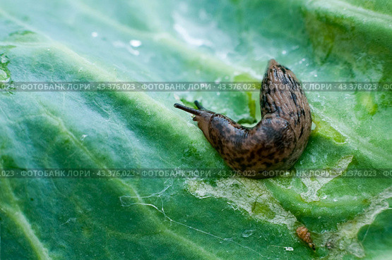 Сетчатый слизень на капустном листе (Deroceras sturangi, Deroceras agreste, Deroceras reticulatum) Стоковое фото, фотограф Ольга Визави / Фотобанк Лори