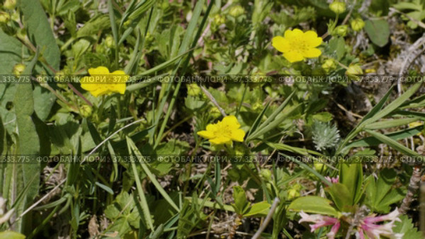 Северный Кавказ. Плато Лаго-Наки. Полевые цветы среди камней. North Caucasus. Lago-Naki Plateau. Wildflowers among the stones. Стоковое видео, видеограф Евгений Романов / Фотобанк Лори