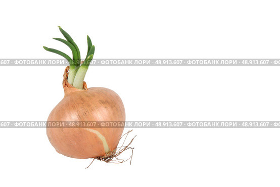Shallot. Стоковое фото, агентство Ingram Publishing / Фотобанк Лори
