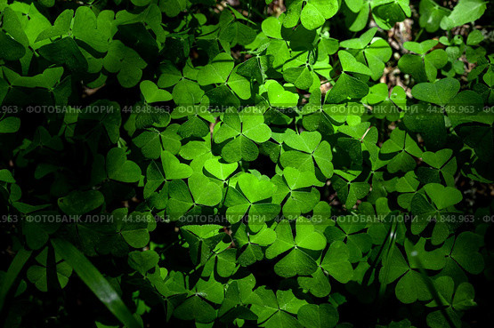 Shamrock Clover Natural dark Background. Natural green background. Plant and herb texture. Leafs green young fresh oxalis, shamrock, trefoil close-up. Green clover leaves for Saint Patrick's day. Стоковое фото, фотограф Павел Муравьев / Фотобанк Лори