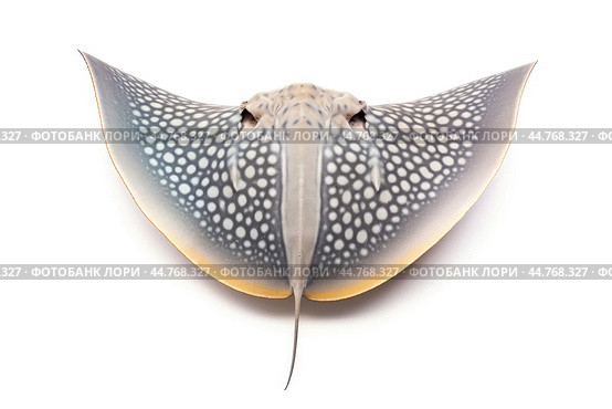 Shark ray fish close-up. Стоковое AI-изображение, AI-художник Veniamin Kraskov / Фотобанк Лори
