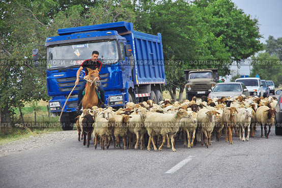 Sheki, Azerbaijan - 12 Jul 2013. Sheep on the road in Caucasian Mountains, Azerbaijan. Редакционное фото, фотограф Сергей Стрелков / Фотобанк Лори