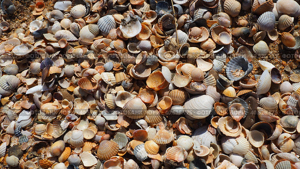 Shells from gastropods of bivalve molluscs living in the Azov and Black seas, Golubitskaya. Beige, black, white seashells on the shore. Cerastoderma lamarcki, Hypanis colorata, Anadara inaequivalvis. Стоковое фото, фотограф Юлия Петровская / Фотобанк Лори