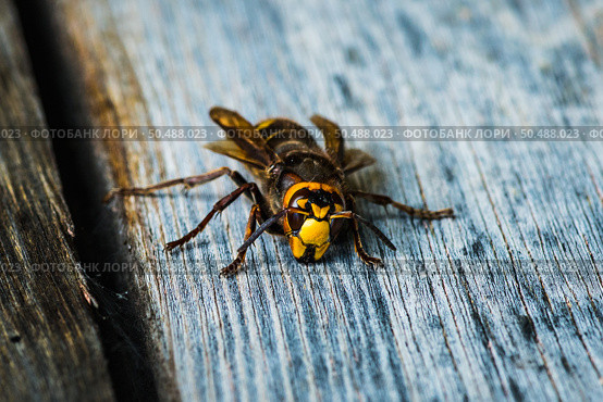 Шершень (Vespa crabro) на на старой доске в солнечный летний день. Стоковое фото, фотограф Андрей Пустякин / Фотобанк Лори
