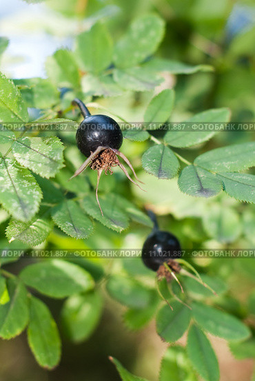 Шиповник колючий (лат. Rosa spinosissima) Стоковое фото, фотограф Ольга Пашкова / Фотобанк Лори