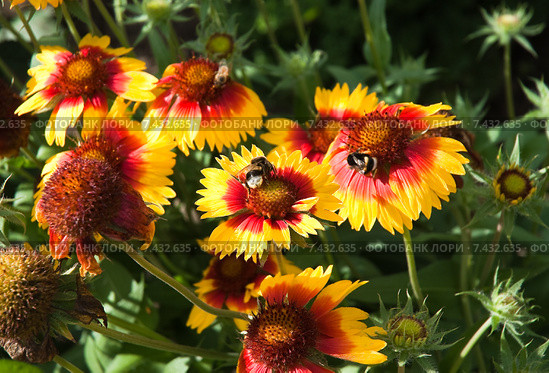 Шмель (Bombus) на цветке Гайлардии (Gaillardia) Стоковое фото, фотограф Алёшина Оксана / Фотобанк Лори