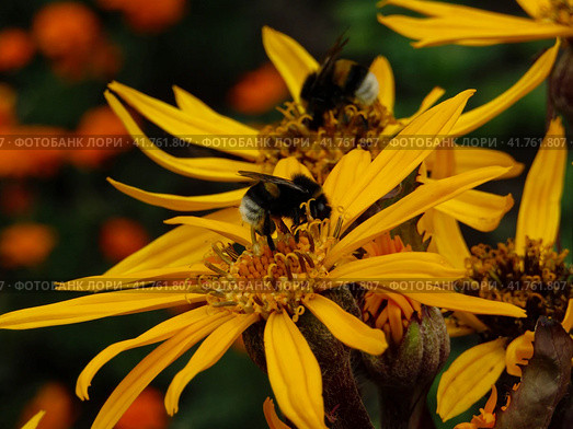 Шмели на больших желтых цветах, гелиопсис. Bumblebees sitting on yellow ragwort flowers. Стоковое фото, фотограф Александр Кузнецов / Фотобанк Лори