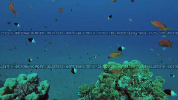 Shoal of Lyretail Anthias (Pseudanthias squamipinnis) over beautiful coral reef, Red sea, Marsa Alam, Abu Dabab, Egypt. Стоковое видео, видеограф Некрасов Андрей / Фотобанк Лори