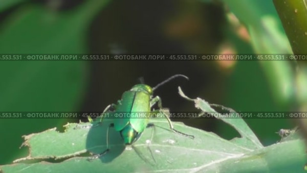 Шпанская мушка или шпанка ясеневая Lytta vesicatoria. Стоковое видео, видеограф Александр Мамонтов / Фотобанк Лори