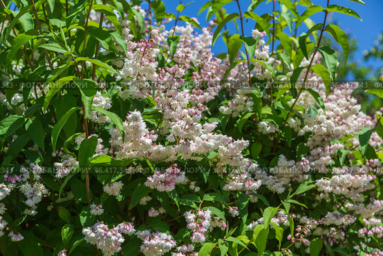 Shrub with beautiful white and pink full flowers - Deutzia scabra flowering in spring. Стоковое фото, фотограф Ольга Сейфутдинова / Фотобанк Лори