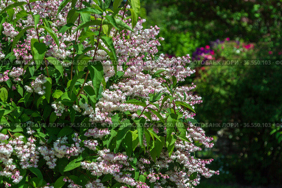 Shrub with beautiful white and pink full flowers - Deutzia scabra flowering in spring. Стоковое фото, фотограф Ольга Сейфутдинова / Фотобанк Лори