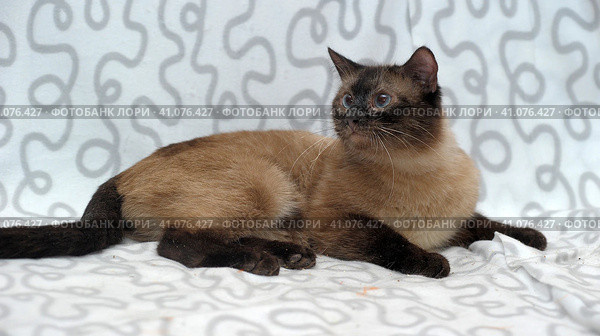 Siamese cat. Стоковое фото, фотограф Анна Кривицкая / Фотобанк Лори