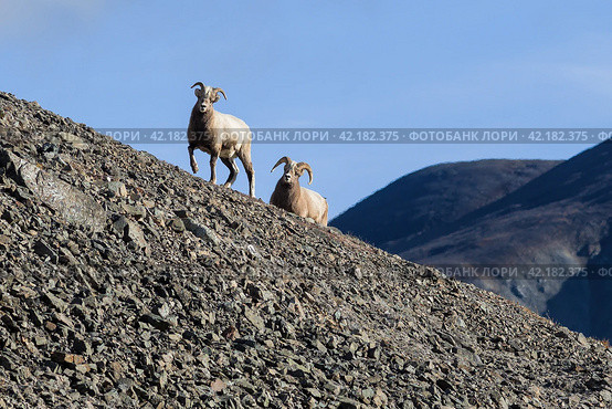 Siberian bighorn sheep (Ovis nivicola). Female and male snow sheep walk along the rocky slope of the mountain. Wild animals in their natural habitat. Wildlife of Siberia. Chukotka, Far East Russia. Стоковое фото, фотограф Андрей Степанов / Фотобанк Лори