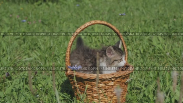 Siberian kitten in basket. Стоковое видео, видеограф Михаил Коханчиков / Фотобанк Лори