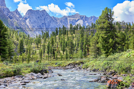 Siberian mountain taiga near river. Стоковое фото, фотограф Виктор Никитин / Фотобанк Лори
