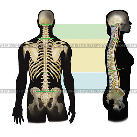 Side and dorsal view of spine showing cervical, thoracic and lumbar divisions (2020 год). Стоковое фото, фотограф Elise Walmsley-MacWha/Stocktrek Images / ТАСС / Фотобанк Лори