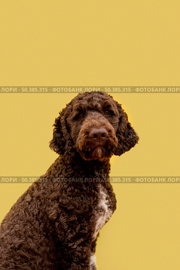 side view domestic poodle. Стоковое фото, агентство Ingram Publishing / Фотобанк Лори