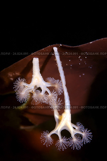 Сидячая медуза Люцернария (Lucernaria quadricornis) Стоковое фото, фотограф Некрасов Андрей / Фотобанк Лори