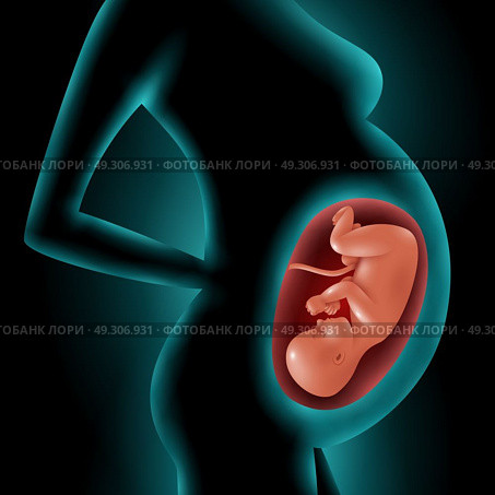 Silhouette Of Pregnant Woman With Fetus In Womb. Silhouette of a pregnant woman with highlighted image of her fetus in womb 3d vector illustration . Стоковая иллюстрация, агентство Ingram Publishing / Фотобанк Лори