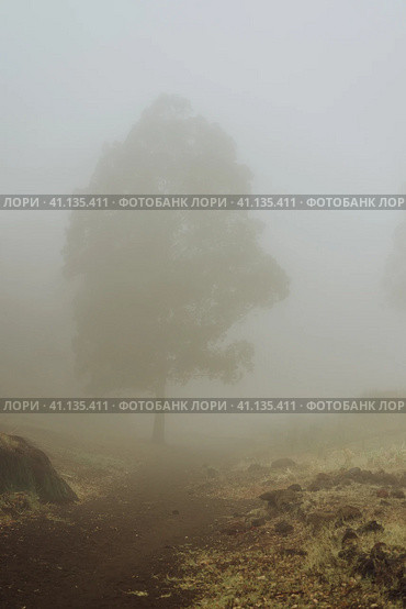 Silhouette of trees in milky fog on the bottom of cove Vulcan creator . Santo Antao. Cape Verde. Стоковое фото, фотограф Igor Tichonow / Фотобанк Лори