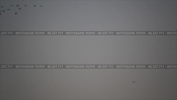 Силуэты мигрирующих птиц в сером небе. Стоковое видео, видеограф Цыбин Вадим / Фотобанк Лори
