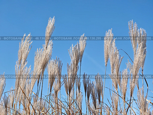 Silvergrass or Miscanthus sinensis grass on blue sky background. Стоковое фото, фотограф Сергей Пристяжнюк (Serg Zastavkin) / Фотобанк Лори