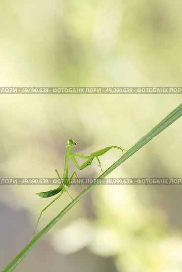 Simple macro shot of green praying mantis in branch grass. Стоковое фото, агентство Ingram Publishing / Фотобанк Лори