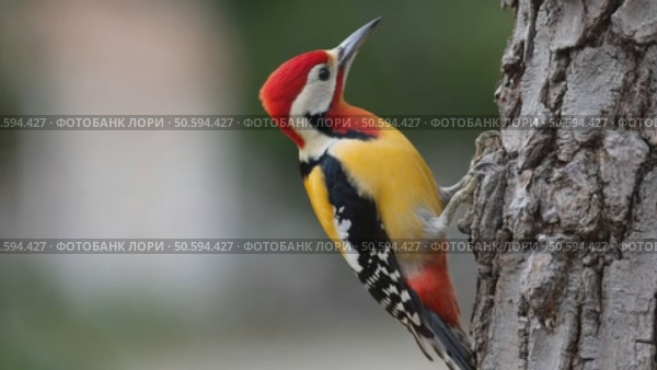 Sindh woodpecker exploring tree trunk in natural habitat. Стоковое AI-видео, аниматор Юрий Поздников / Фотобанк Лори