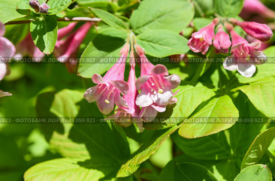 Single pink Weigela florida flower captured in extreme closeup, highlighting delicate petals and natural form, perfect for botanical or macro-themed use. Стоковое фото, фотограф Татьяна Терехина / Фотобанк Лори