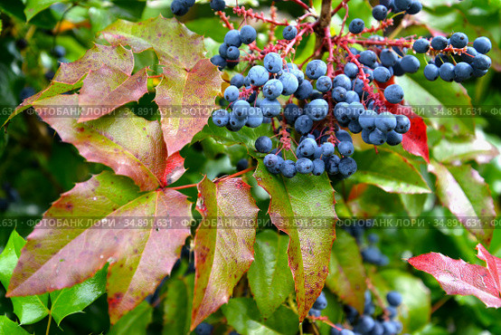 Синие ягоды магонии падуболистной  (Mahonia aquifolium (Pursh) Nutt.) Стоковое фото, фотограф Ирина Борсученко / Фотобанк Лори