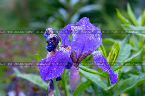 Синий ирис (iris) в каплях росы. Стоковое фото, фотограф Александр Щепин / Фотобанк Лори