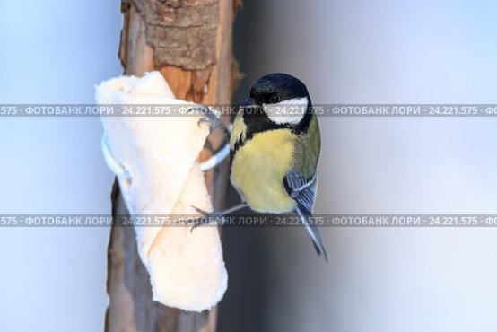 Синица большая. Great Tit (Parus major). Стоковое фото, фотограф Василий Вишневский / Фотобанк Лори