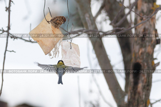 Синица большая и воробьи. Great Tit (Parus major). Стоковое фото, фотограф Василий Вишневский / Фотобанк Лори