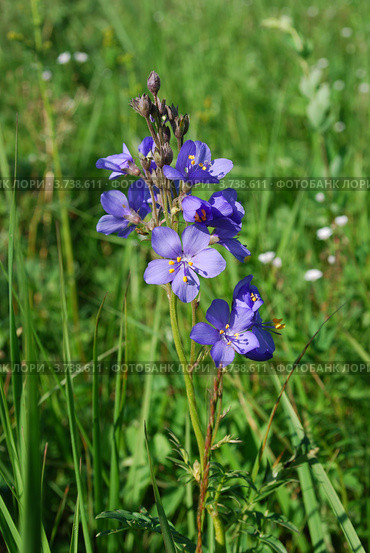 Синюха голубая (Polemonium coeruleum L.) Стоковое фото, фотограф Анна Омельченко / Фотобанк Лори
